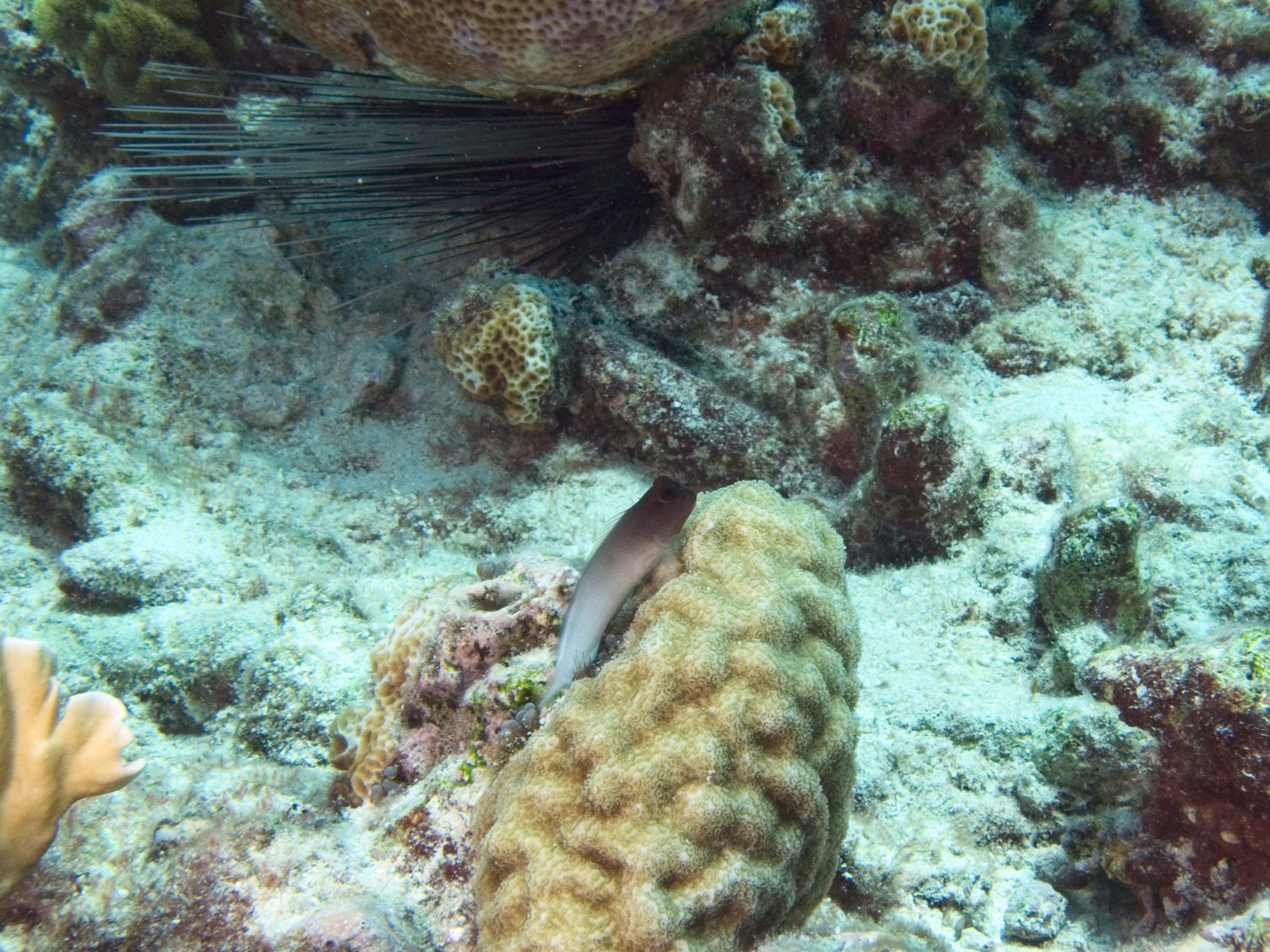 gal/Bonaire 2006/RedlippedBlennieCropped5x3.jpg